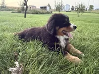 Fiona, a female Bernese Mountain Dog for sale in Brashear, MO – 2 of 7