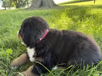Fiona, a female Bernese Mountain Dog for sale in Brashear, MO – 6 of 6
