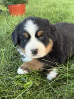 Flori, a female Bernese Mountain Dog for sale in Brashear, MO – 3 of 4