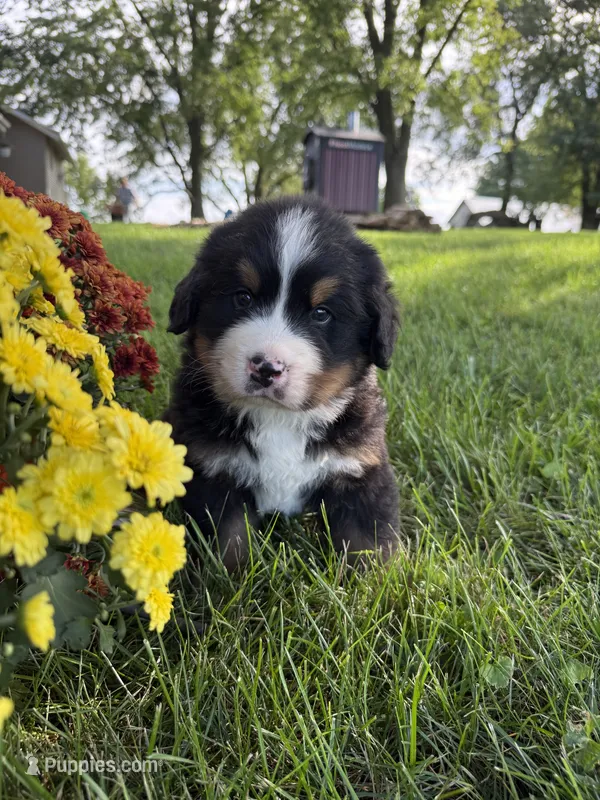 Finley – Bernese Mountain Dog puppy for sale in Brashear, MO