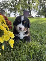 Finley, a male Bernese Mountain Dog for sale in Brashear, MO – 1 of 8