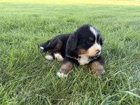 Finley, a male Bernese Mountain Dog for sale in Brashear, MO – 5 of 8