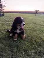 Finley, a male Bernese Mountain Dog for sale in Brashear, MO – 6 of 7