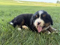 Finley, a male Bernese Mountain Dog for sale in Brashear, MO – 3 of 7