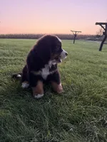 Finley, a male Bernese Mountain Dog for sale in Brashear, MO – 7 of 7