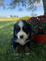 Flori, a female Bernese Mountain Dog for sale in Brashear, MO – 1 of 4