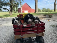 Finley, a male Bernese Mountain Dog for sale in Brashear, MO – 8 of 8