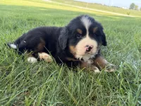 Finley, a male Bernese Mountain Dog for sale in Brashear, MO – 2 of 8