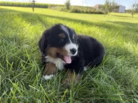 Fiona, a female Bernese Mountain Dog for sale in Brashear, MO – 2 of 6