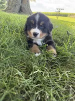 Fiona, a female Bernese Mountain Dog for sale in Brashear, MO – 5 of 6