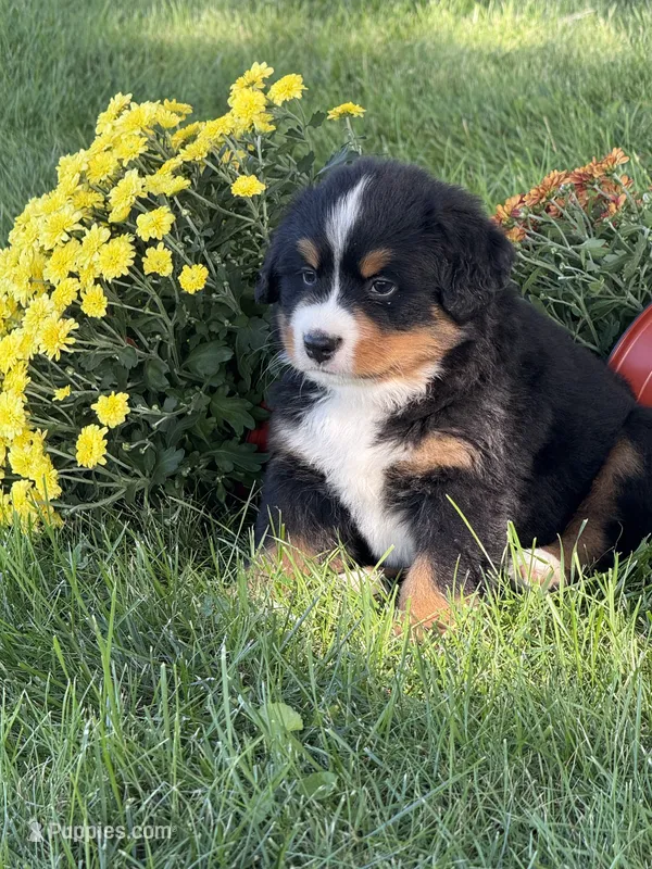 Fiona – Bernese Mountain Dog puppy for sale in Brashear, MO