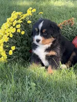 Fiona, a female Bernese Mountain Dog for sale in Brashear, MO – 1 of 6