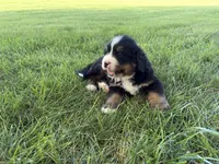 Finley, a male Bernese Mountain Dog for sale in Brashear, MO – 7 of 8