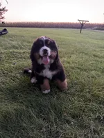 Finley, a male Bernese Mountain Dog for sale in Brashear, MO – 2 of 7
