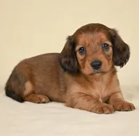 Remmi AKC, a female Miniature Dachshund for sale in Millersburg, OH – 1 of 9