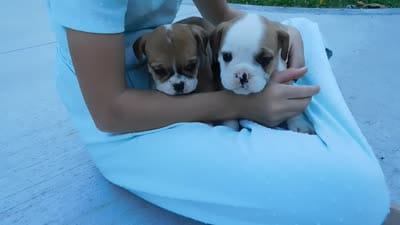 Oliver, a male English Bulldog and Puggle for sale in Millersburg, OH – 9 of 10