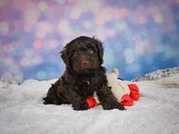 Jake, a male Miniature Goldendoodle for sale in Millersburg, OH – 5 of 8