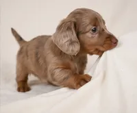 Beau AKC, a male Miniature Dachshund for sale in Millersburg, OH – 7 of 9