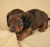 Rolo AKC, a male Miniature Dachshund for sale in Millersburg, OH – 4 of 9