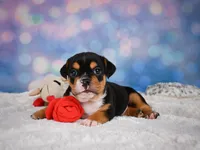 Buddy (mini), a male English Bulldog and Puggle for sale in Millersburg, OH – 4 of 10
