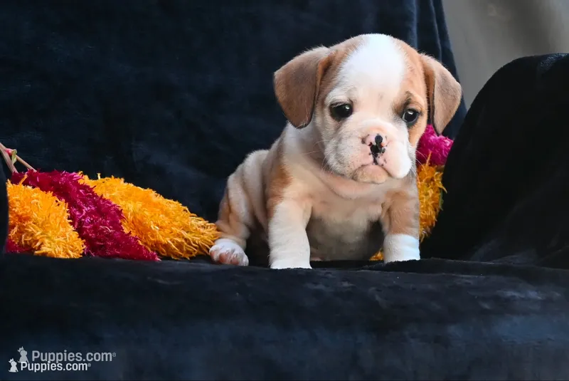 Oliver – English Bulldog, Puggle puppy on hold in Millersburg, OH