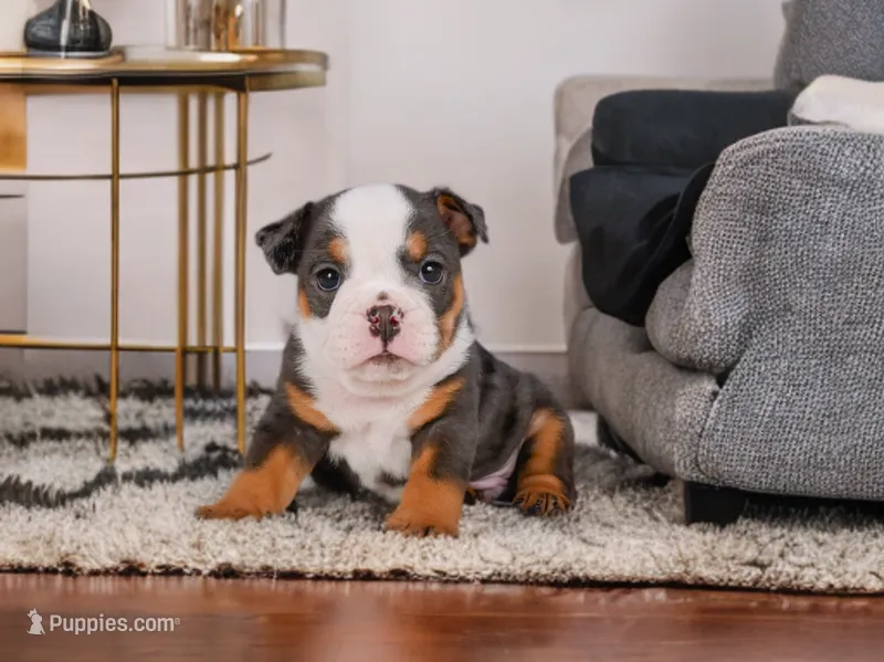 Bruno (mini) – English Bulldog, Puggle puppy for sale in Millersburg, OH
