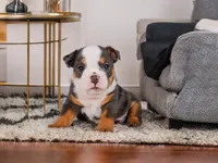 Bruno (mini), a male English Bulldog and Puggle for sale in Millersburg, OH – 1 of 10
