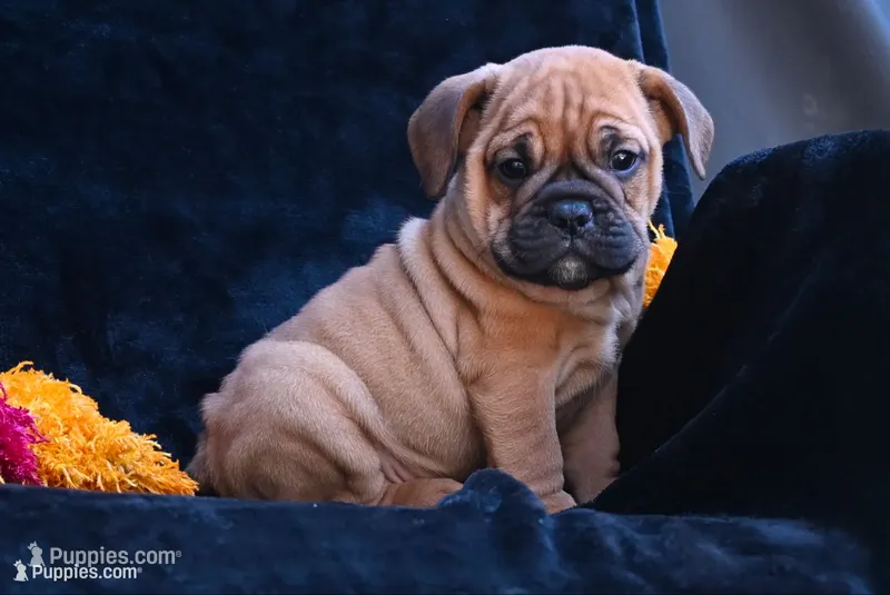 Bruno – English Bulldog, Puggle puppy for sale in Millersburg, OH