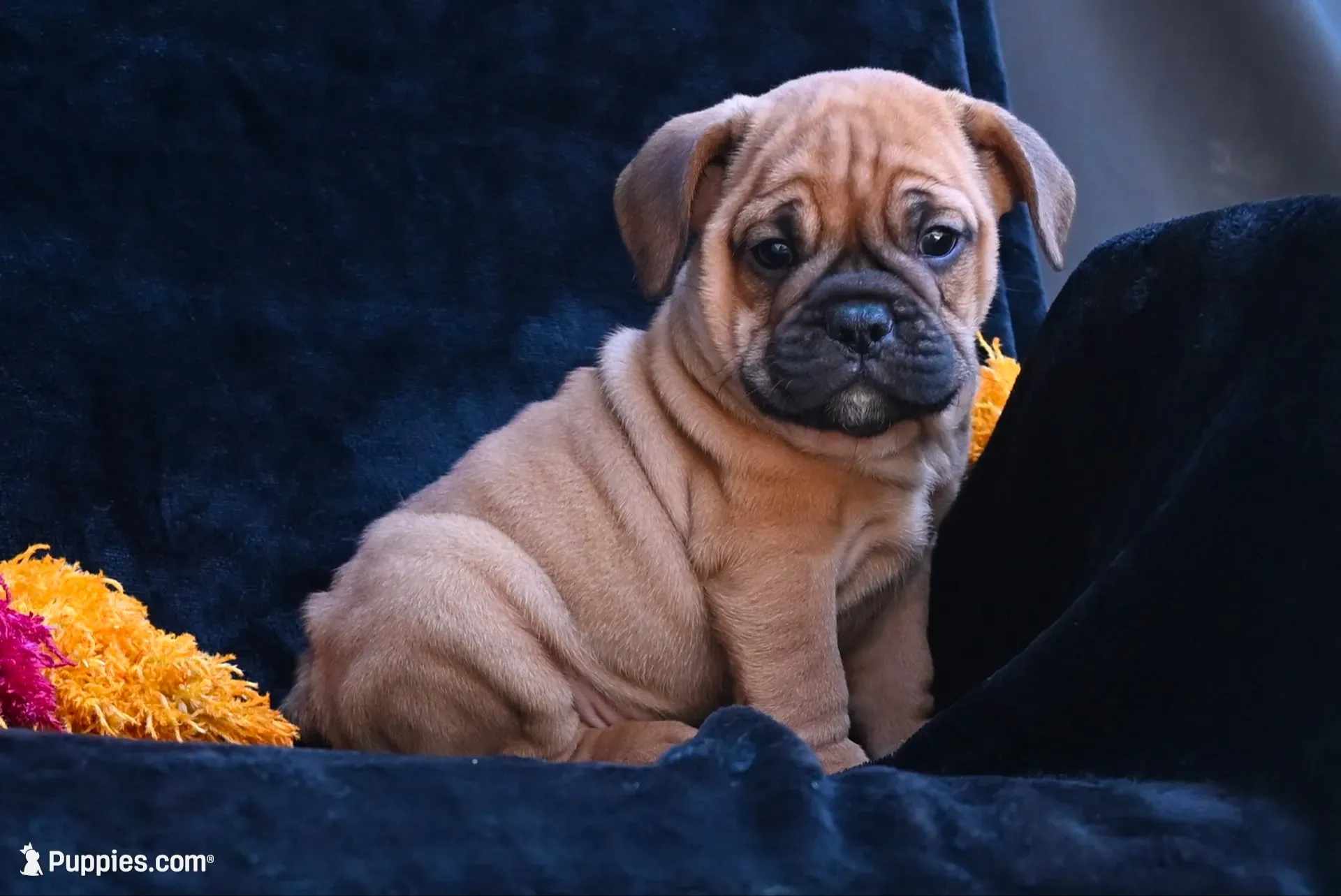 Bruno, a male English Bulldog and Puggle for sale in Millersburg, OH – 1 of 10