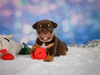 Molly, a female English Bulldog and Puggle for sale in Millersburg, OH – 6 of 10