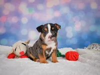 Mia (Mini), a female English Bulldog and Puggle for sale in Millersburg, OH – 6 of 10