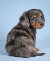 Bella AKC, a female Miniature Dachshund for sale in Millersburg, OH – 6 of 9