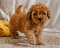 Macy, a female Cavapoo for sale in Millersburg, OH – 7 of 7