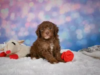 Jasper, a male Miniature Goldendoodle for sale in Millersburg, OH – 3 of 10