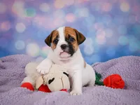 Rowdy, a male English Bulldog and Puggle for sale in Millersburg, OH – 7 of 10