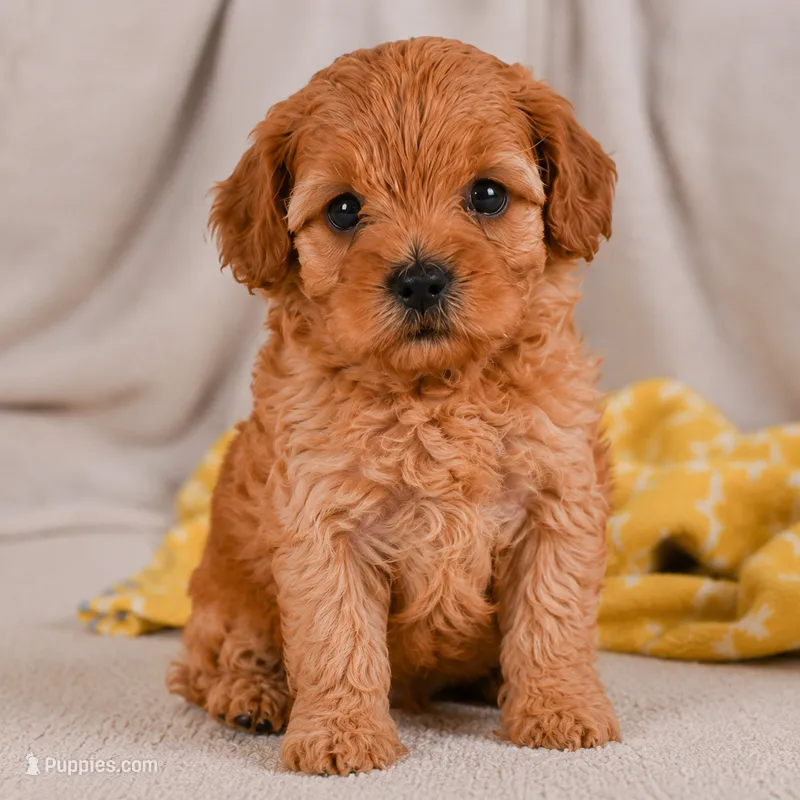 Mila – Cavapoo puppy for sale in Millersburg, OH