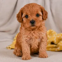 Mila, a female Cavapoo for sale in Millersburg, OH – 5 of 7