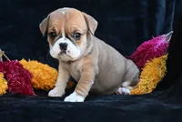 Macy, a female English Bulldog and Puggle for sale in Millersburg, OH – 5 of 10