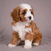 Reno, a male Cavapoo for sale in Millersburg, OH – 3 of 9