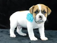 Jake, a male English Bulldog for sale in Millersburg, OH – Photo 3 of 8