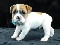 Jake, a male English Bulldog for sale in Millersburg, OH – Photo 6 of 8