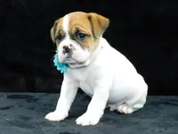 Jake, a male English Bulldog for sale in Millersburg, OH – Photo 2 of 8