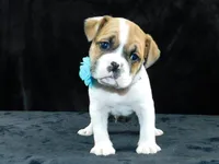 Jake, a male English Bulldog for sale in Millersburg, OH – Photo 7 of 8