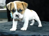 Jake, a male English Bulldog for sale in Millersburg, OH – Photo 5 of 8