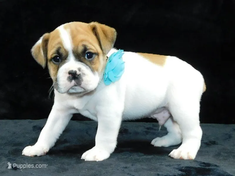 Jake – English Bulldog puppy for sale in Millersburg, OH