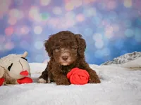 Cliffy, a male Miniature Goldendoodle for sale in Millersburg, OH – 2 of 9
