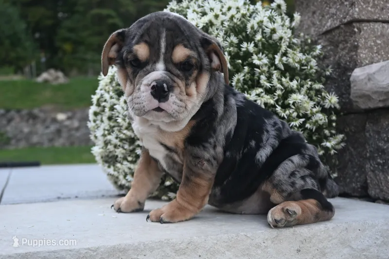 Mindy (mini) – English Bulldog, Puggle puppy for sale in Millersburg, OH
