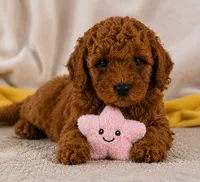 Jake, a male Cavapoo for sale in Millersburg, OH – 5 of 10