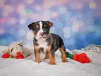 Mia (Mini), a female English Bulldog and Puggle for sale in Millersburg, OH – 4 of 10