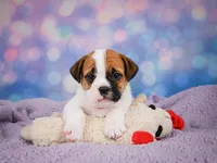 Rowdy, a male English Bulldog and Puggle for sale in Millersburg, OH – 2 of 10